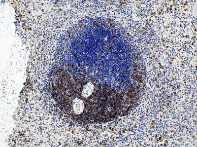 Immunohistochemistry (Formalin/PFA-fixed paraffin-embedded sections) - Anti-CD3 antibody (AB828), expandable thumbnail