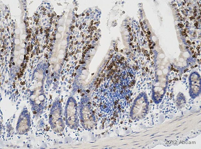 Immunohistochemistry (Formalin/PFA-fixed paraffin-embedded sections) - Anti-CD3 antibody (AB828)