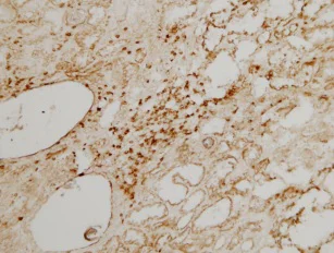 Immunohistochemistry (Frozen sections) - Anti-CD3 antibody (AB828)