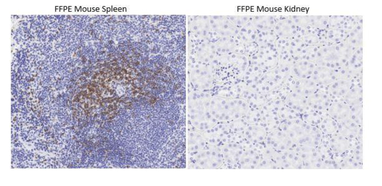 Immunohistochemistry (Formalin/PFA-fixed paraffin-embedded sections) - Anti-CD3 antibody [CD3-12] (AB11089), expandable thumbnail