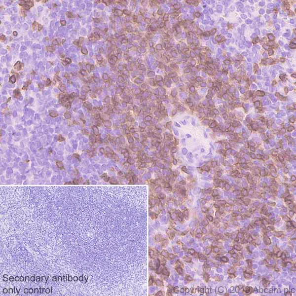 Immunohistochemistry (Formalin/PFA-fixed paraffin-embedded sections) - Anti-CD3 antibody [CD3-12] (AB11089)
