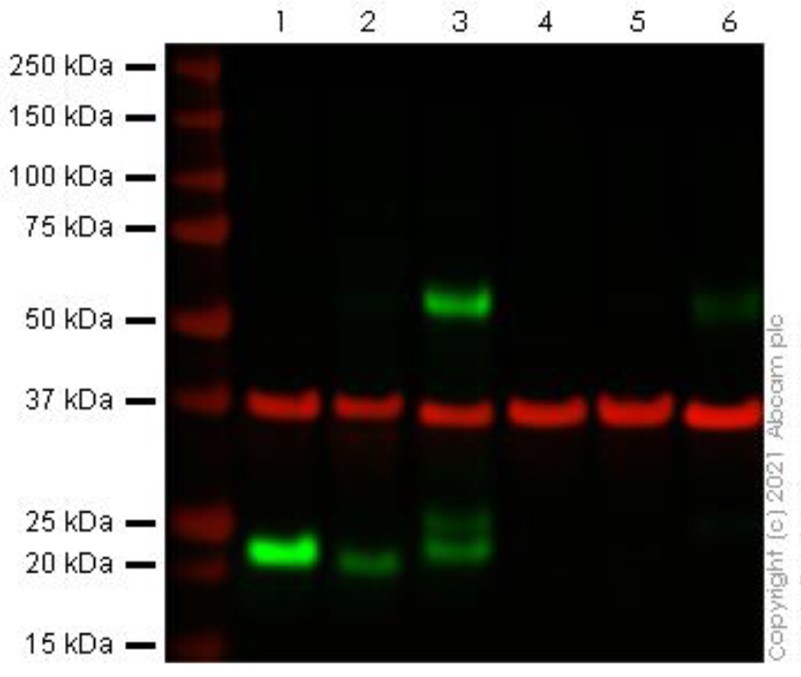 Western blot - Anti-CD3 antibody [CD3-12] (AB11089), expandable thumbnail