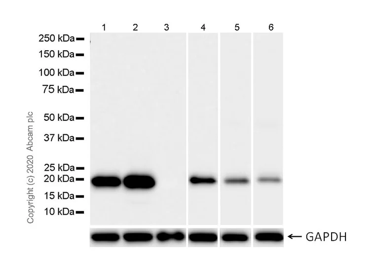 Western blot - Anti-CD3 antibody [CD3-12] (AB11089)