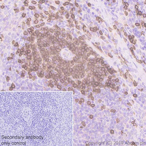 Immunohistochemistry (Formalin/PFA-fixed paraffin-embedded sections) - Anti-CD3 antibody [CD3-12] - BSA and Azide free (AB255972)