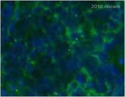Immunohistochemistry (Frozen sections) - Anti-CD3 antibody [KT3] (AB33429), expandable thumbnail