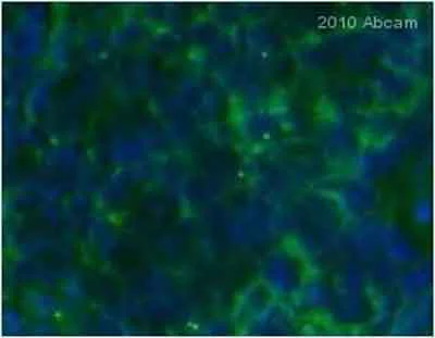 Immunohistochemistry (Frozen sections) - Anti-CD3 antibody [KT3] (AB33429)
