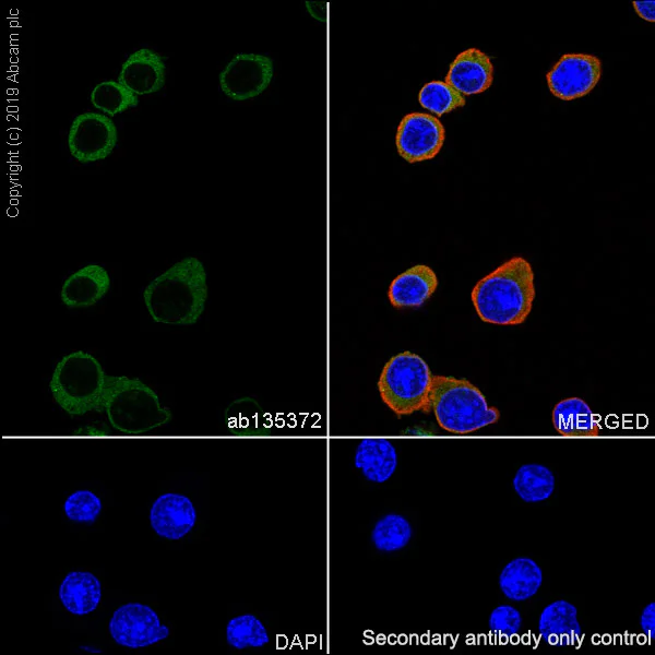 Immunocytochemistry/ Immunofluorescence - Anti-CD3 antibody [SP162] - BSA and Azide free (AB245731)
