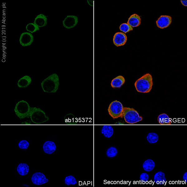 Immunocytochemistry/ Immunofluorescence - Anti-CD3 antibody [SP162] - Low endotoxin, Azide free (AB246799), expandable thumbnail