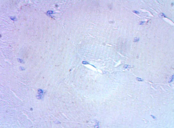 Immunohistochemistry (Formalin/PFA-fixed paraffin-embedded sections) - Anti-CD3 epsilon antibody (AB5690)
