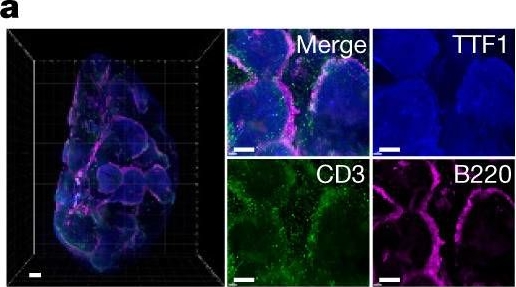 Anti-CD3 epsilon antibody - T cell marker (ab5690) | Abcam