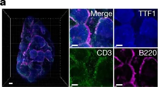 Immunohistochemistry - Anti-CD3 epsilon antibody (AB5690)