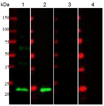 Western blot - Anti-CD3 epsilon antibody (AB5690), expandable thumbnail