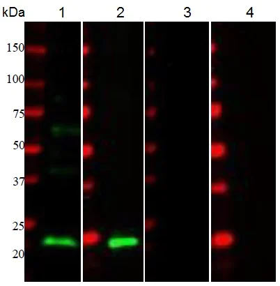 Western blot - Anti-CD3 epsilon antibody (AB5690)