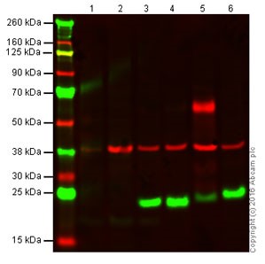 Western blot - Anti-CD3 epsilon antibody (AB5690), expandable thumbnail