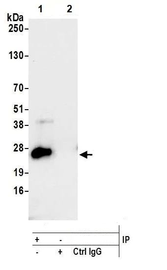 Immunoprecipitation - Anti-CD3 epsilon antibody [BL-298-5D12] (AB243873)