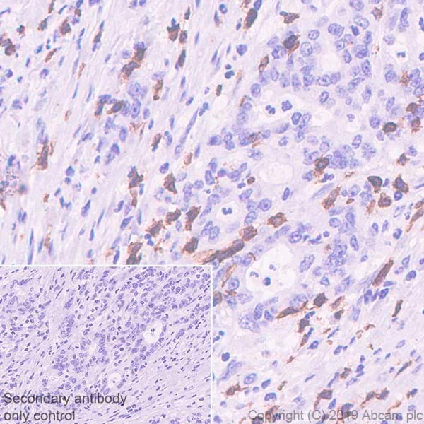 Immunohistochemistry (Formalin/PFA-fixed paraffin-embedded sections) - Anti-CD3 epsilon antibody [CAL54] (AB237707)