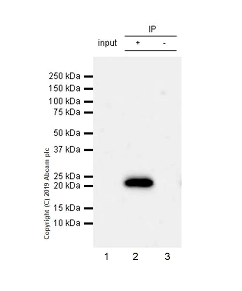 Immunoprecipitation - Anti-CD3 epsilon antibody [CAL54] (AB237707)