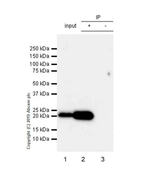 Immunoprecipitation - Anti-CD3 epsilon antibody [CAL54] - BSA and Azide free (AB251594)