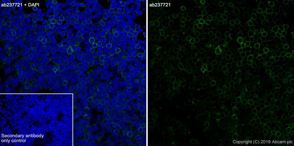 Immunohistochemistry (Frozen sections) - Anti-CD3 epsilon antibody [CAL57] - BSA and Azide free (AB251607), expandable thumbnail