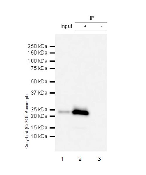 Immunoprecipitation - Anti-CD3 epsilon antibody [CAL57] - BSA and Azide free (ab251607), expandable thumbnail