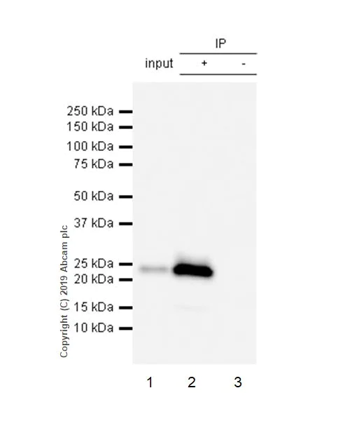 Immunoprecipitation - Anti-CD3 epsilon antibody [CAL57] - BSA and Azide free (AB251607)