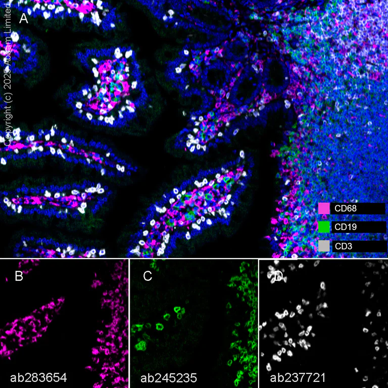 Multiplex immunohistochemistry - Anti-CD3 epsilon antibody [CAL57] - BSA and Azide free (AB251607)