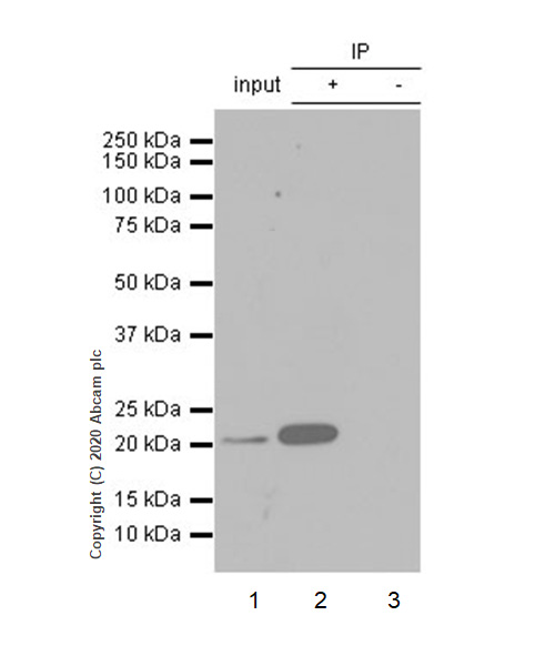 Immunoprecipitation - Anti-CD3 epsilon antibody [EP449E] - Low endotoxin, Azide free (AB213608), expandable thumbnail