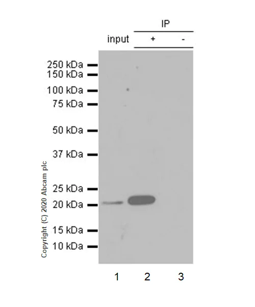 Immunoprecipitation - Anti-CD3 epsilon antibody [EP449E] - Low endotoxin, Azide free (AB213608)