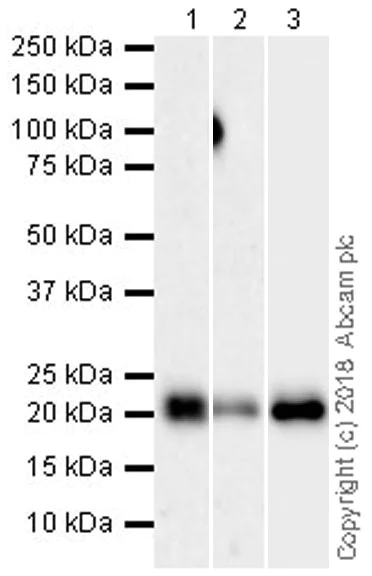 Western blot - Anti-CD3 epsilon antibody [EPR20752] (AB215212)