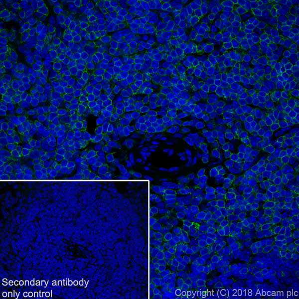 Immunohistochemistry (Frozen sections) - Anti-CD3 epsilon antibody [EPR20752] - BSA and Azide free (AB231830), expandable thumbnail