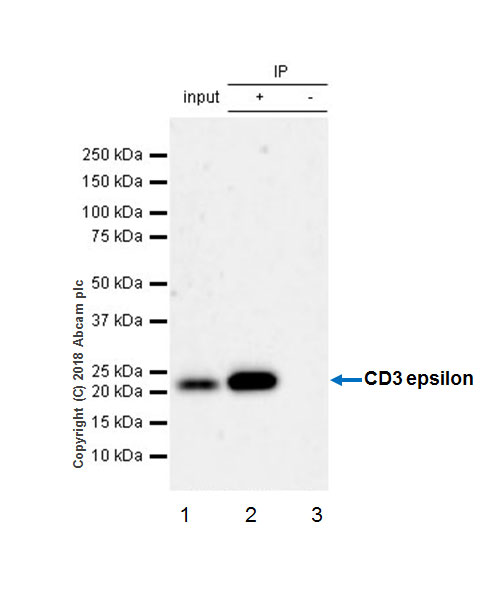 Immunoprecipitation - Anti-CD3 epsilon antibody [EPR20752] - BSA and Azide free (AB231830), expandable thumbnail