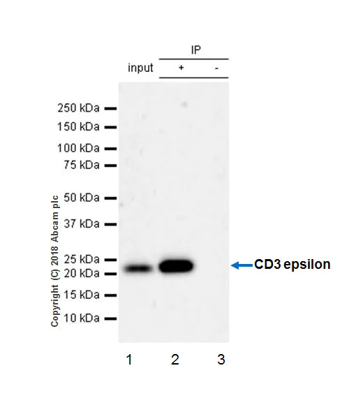 Immunoprecipitation - Anti-CD3 epsilon antibody [EPR20752] - BSA and Azide free (AB231830)