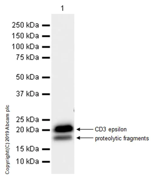 Western blot - Anti-CD3 epsilon antibody [EPR22667-12] (AB231775)