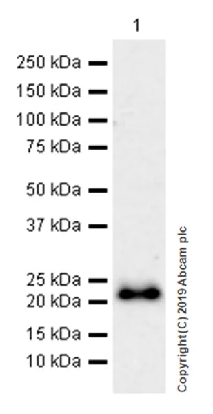 Western blot - Anti-CD3 epsilon antibody [EPR22667-12] (AB231775)