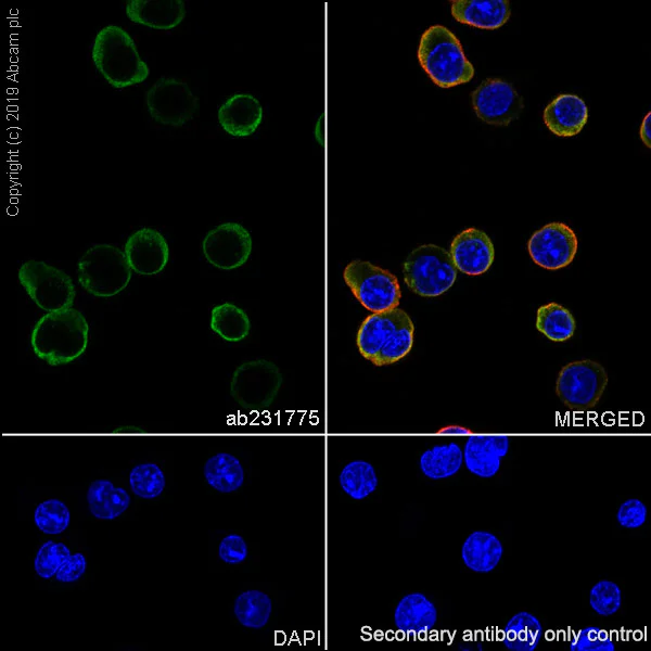 Immunocytochemistry/ Immunofluorescence - Anti-CD3 epsilon antibody [EPR22667-12] - BSA and Azide free (AB255697)