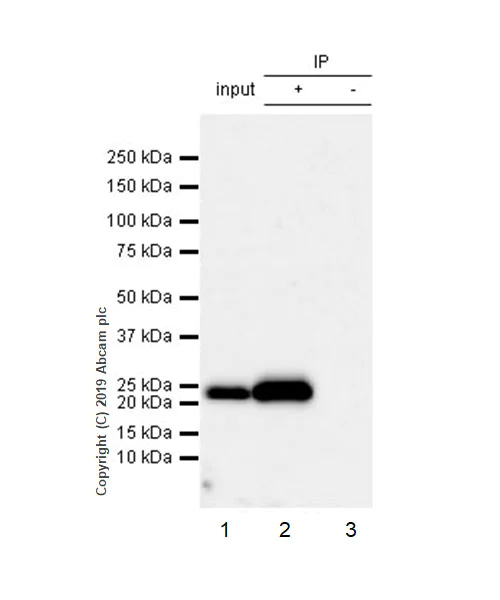 Immunoprecipitation - Anti-CD3 epsilon antibody [EPR22667-12] - BSA and Azide free (AB255697)