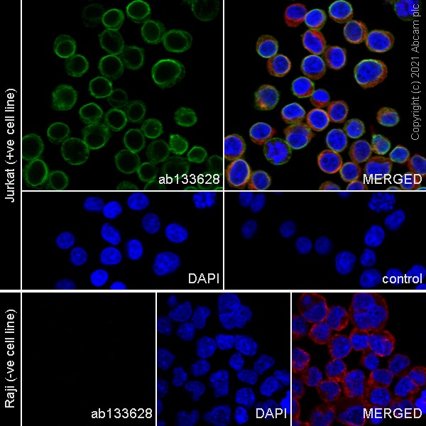 Immunocytochemistry/ Immunofluorescence - Anti-CD3 epsilon antibody [EPR5361(2)] (AB133628), expandable thumbnail