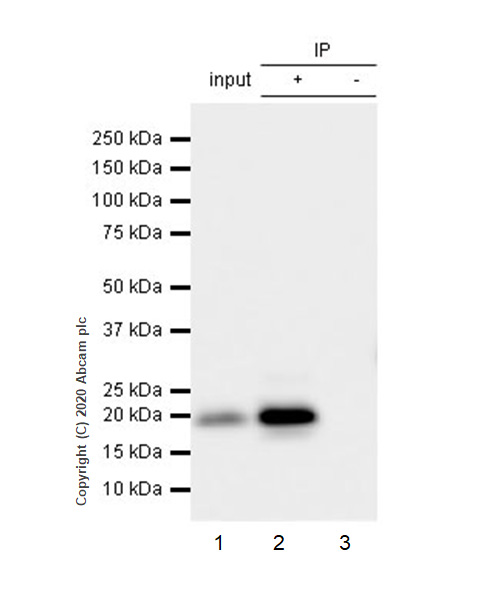 Immunoprecipitation - Anti-CD3 epsilon antibody [EPR5361(2)] (AB133628), expandable thumbnail