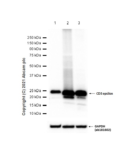 Western blot - Anti-CD3 epsilon antibody [EPR5361(2)] (AB133628), expandable thumbnail