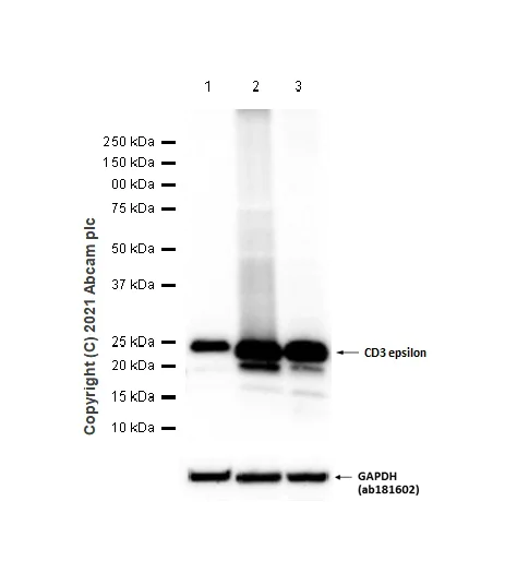 Western blot - Anti-CD3 epsilon antibody [EPR5361(2)] (AB133628)