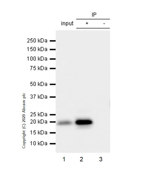 Immunoprecipitation - Anti-CD3 epsilon antibody [EPR5361(2)] - BSA and Azide free (AB240074)