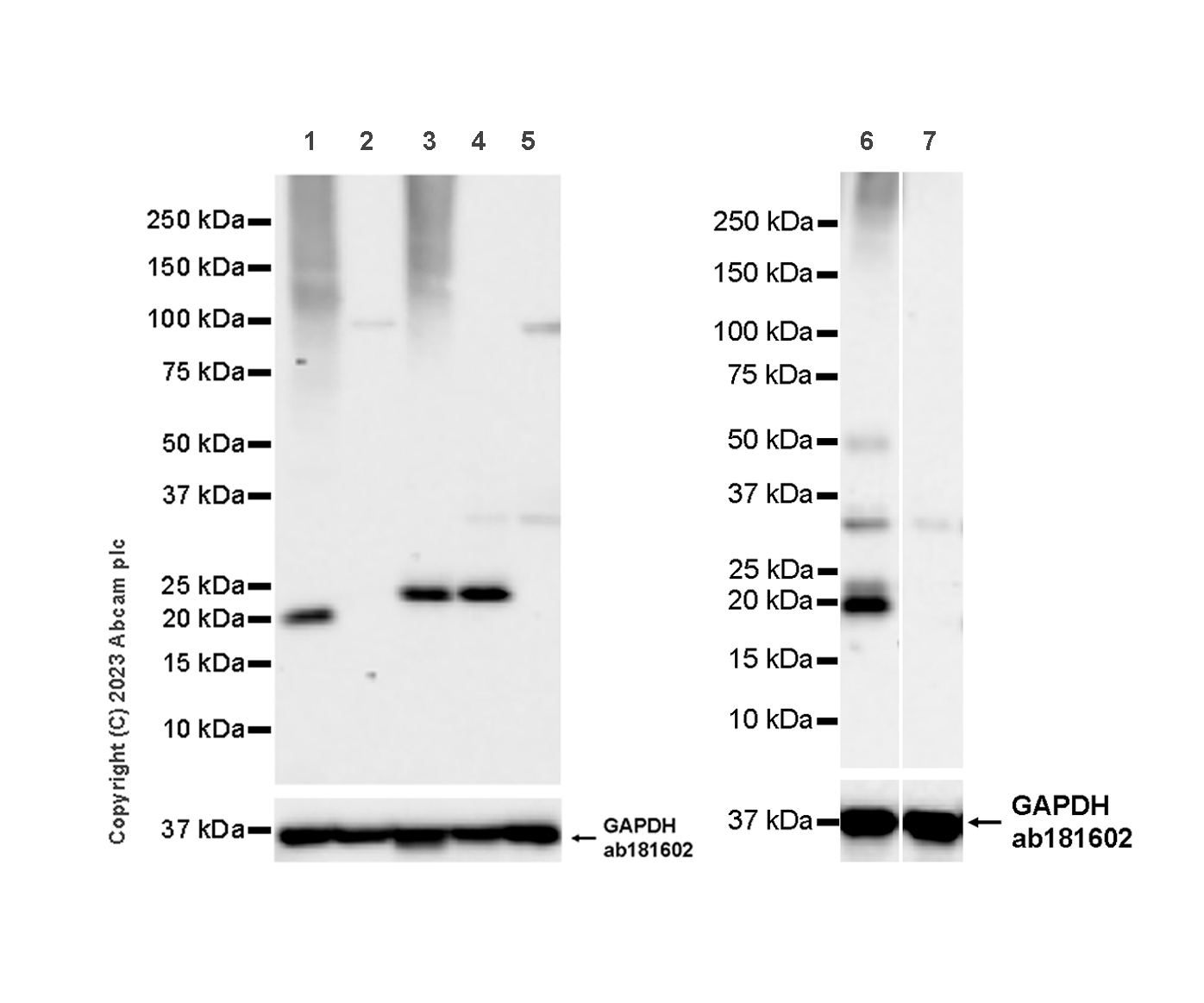 Western blot - Anti-CD3 epsilon antibody [LE-CD3 #3/4] (ab313799), expandable thumbnail