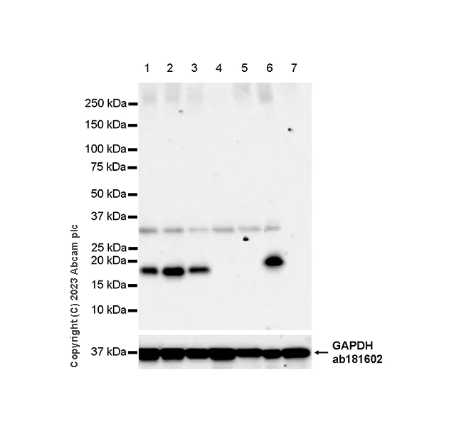 Western blot - Anti-CD3 epsilon antibody [LE-CD3 #3/4] (AB313799)