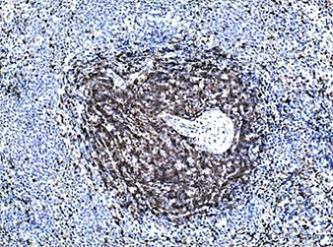 Immunohistochemistry (Formalin/PFA-fixed paraffin-embedded sections) - Anti-CD3 epsilon antibody [SP7] - BSA and Azide free (ab205228), expandable thumbnail
