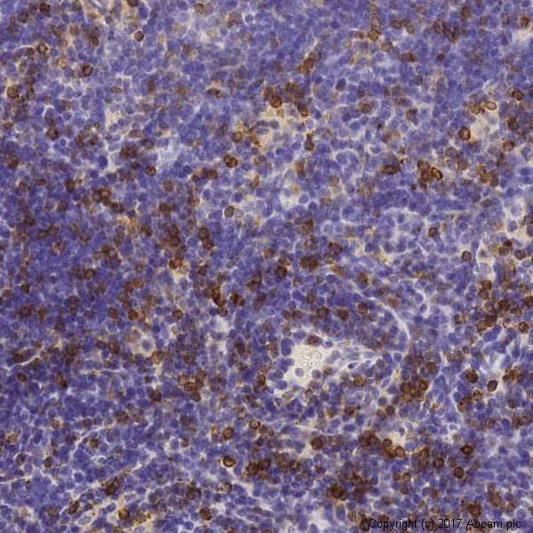 Immunohistochemistry (Formalin/PFA-fixed paraffin-embedded sections) - Anti-CD3 epsilon antibody [SP7] - BSA and Azide free (AB205228)