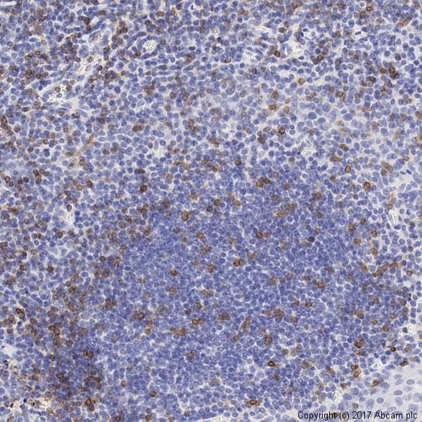 Immunohistochemistry (Formalin/PFA-fixed paraffin-embedded sections) - Anti-CD3 epsilon antibody [SP7] - BSA and Azide free (ab205228), expandable thumbnail