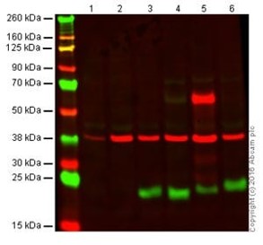 Western blot - Anti-CD3 epsilon antibody [SP7] - BSA and Azide free (AB205228), expandable thumbnail
