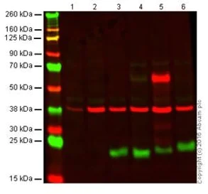Western blot - Anti-CD3 epsilon antibody [SP7] - BSA and Azide free (AB205228)