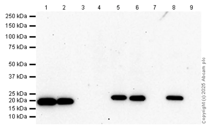 Western blot - Anti-CD3 epsilon antibody [SP7] - BSA and Azide free (AB205228)