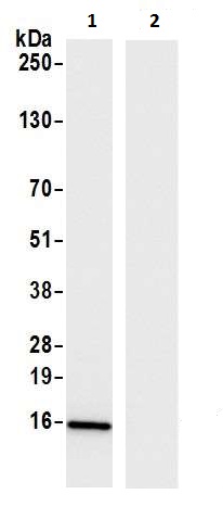 Immunoprecipitation - Anti-CD3 zeta antibody (AB226263)